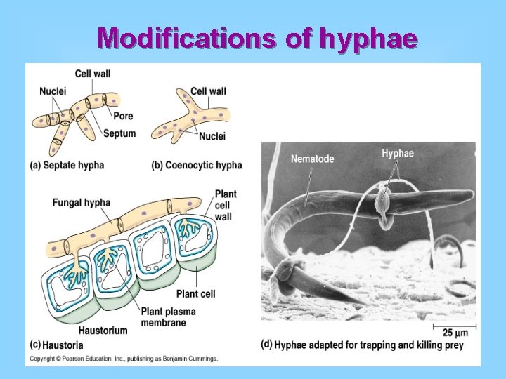 Modifications of hyphae Modifications of hyphae