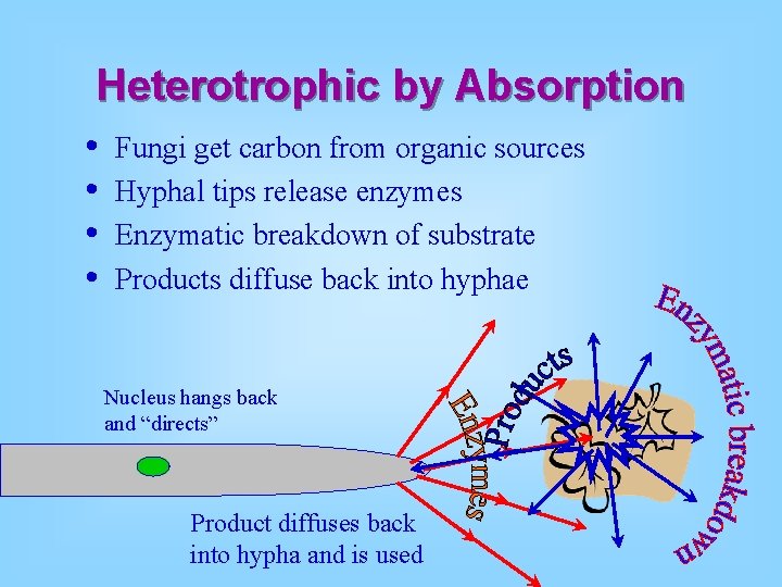 Heterotrophic by Absorption • • Fungi get carbon from organic sources Hyphal tips release Heterotrophic by Absorption • • Fungi get carbon from organic sources Hyphal tips release