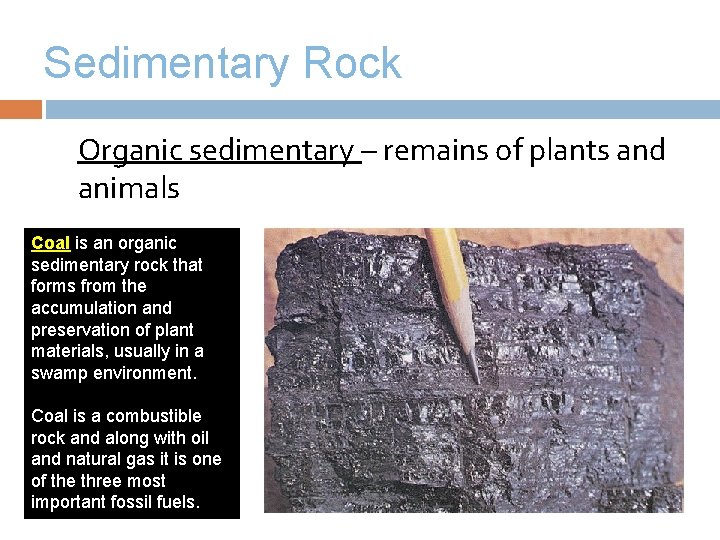 Sedimentary Rock Organic sedimentary – remains of plants and animals Coal is an organic