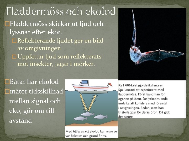 Fladdermöss och ekolod �Fladdermöss skickar ut ljud och lyssnar efter ekot. � Reflekterande ljudet