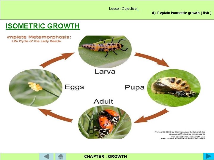 Lesson Objective: d) Explain isometric growth ( fish ) ISOMETRIC GROWTH CHAPTER : GROWTH