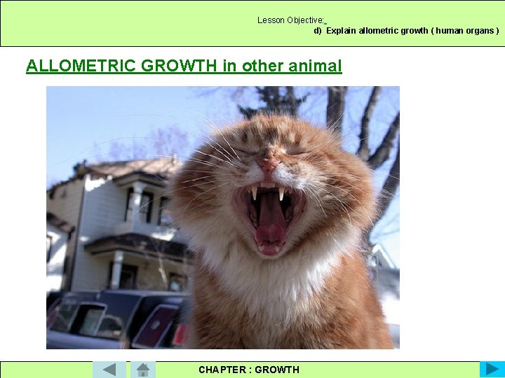 Lesson Objective: d) Explain allometric growth ( human organs ) ALLOMETRIC GROWTH in other