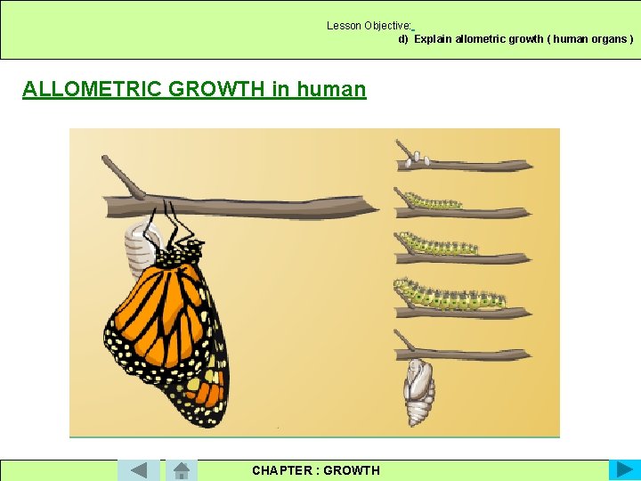 Lesson Objective: d) Explain allometric growth ( human organs ) ALLOMETRIC GROWTH in human