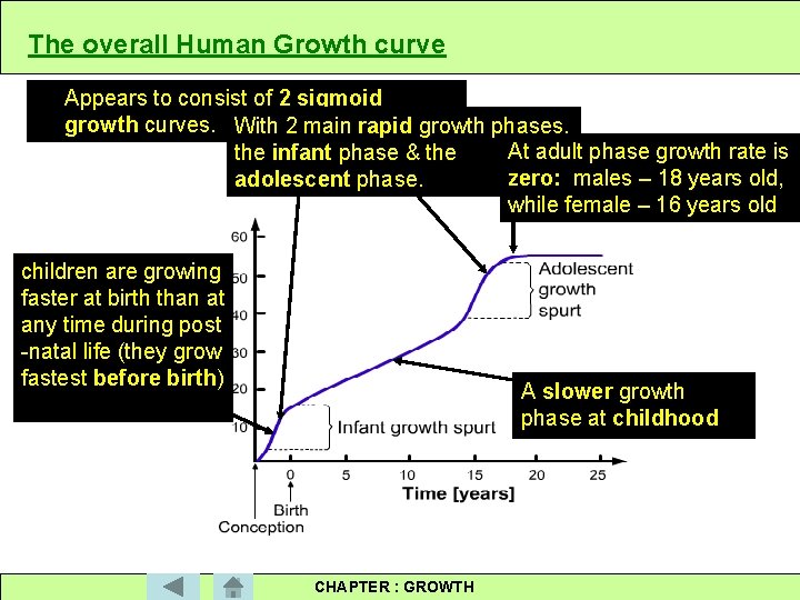 The overall Human Growth curve Appears to consist of 2 sigmoid growth curves. With