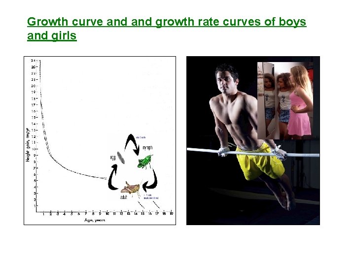 Growth curve and growth rate curves of boys and girls 