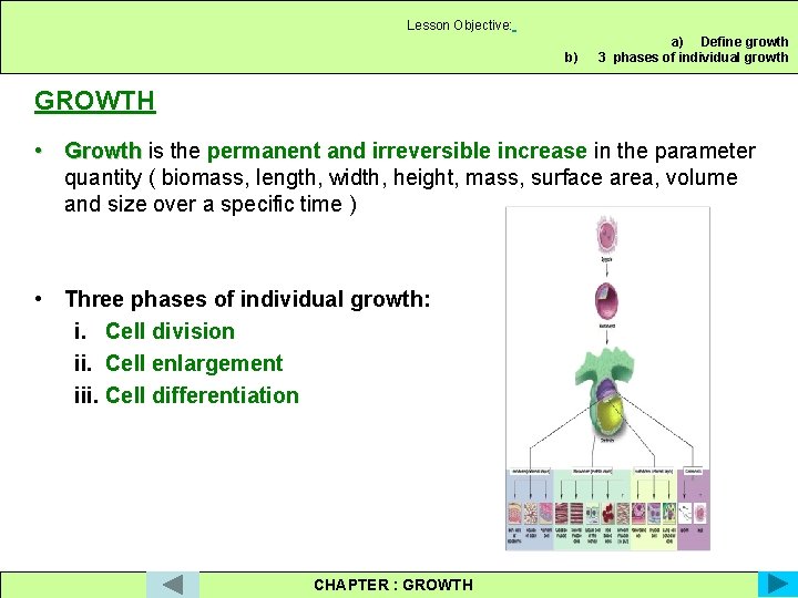 Lesson Objective: b) a) Define growth 3 phases of individual growth GROWTH • Growth