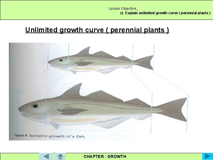 Lesson Objective: c) Explain unlimited growth curve ( perennial plants ) Unlimited growth curve