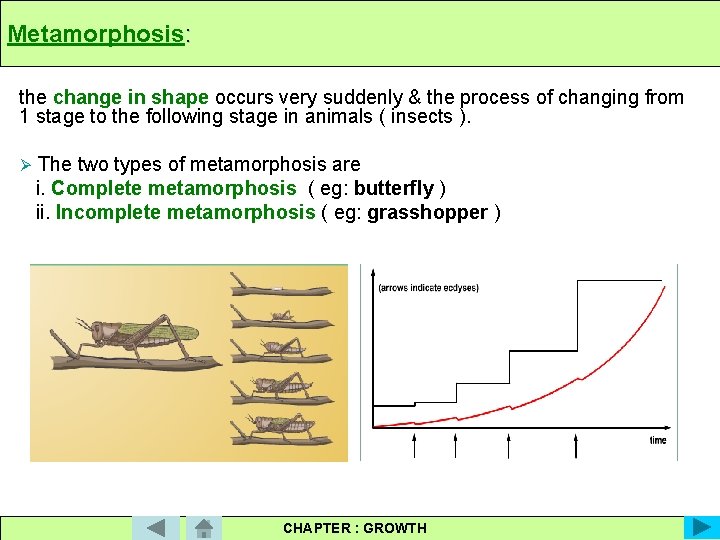 Metamorphosis: the change in shape occurs very suddenly & the process of changing from
