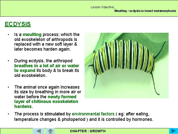 Lesson Objective: Moulting / ecdysis in insect metamorphosis ECDYSIS • Is a moulting process;