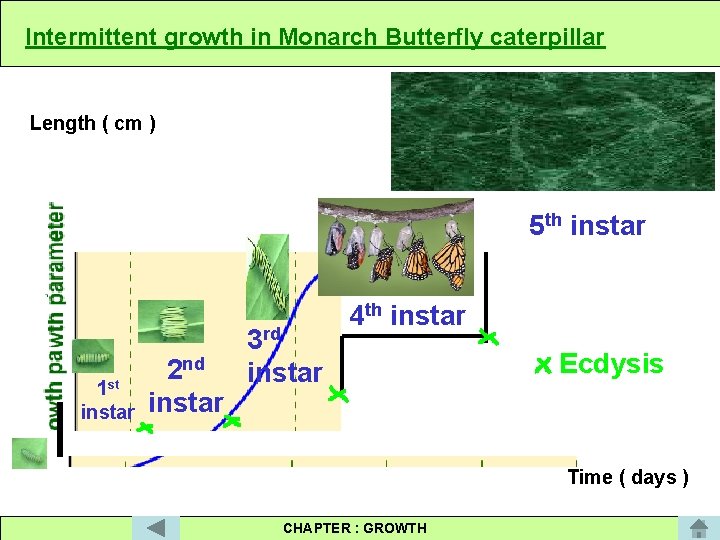 Intermittent growth in Monarch Butterfly caterpillar Length ( cm ) Mass / mg 5