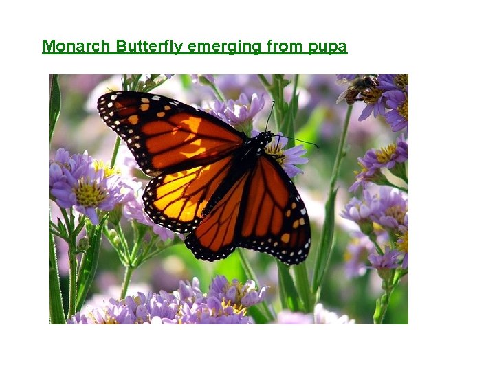 Monarch Butterfly emerging from pupa 