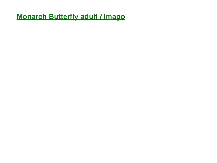 Monarch Butterfly adult / imago 