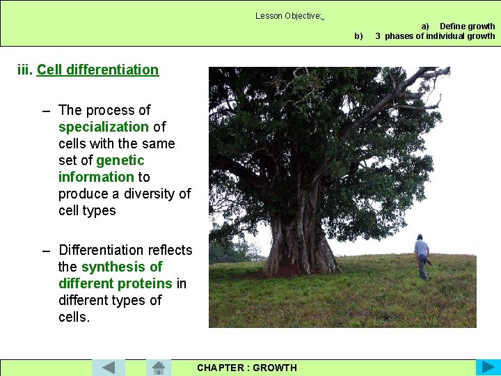 Lesson Objective: b) iii. Cell differentiation – The process of specialization of cells with