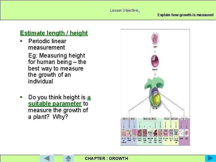 Lesson Objective: Explain how growth is measured Estimate length / height • Periodic linear