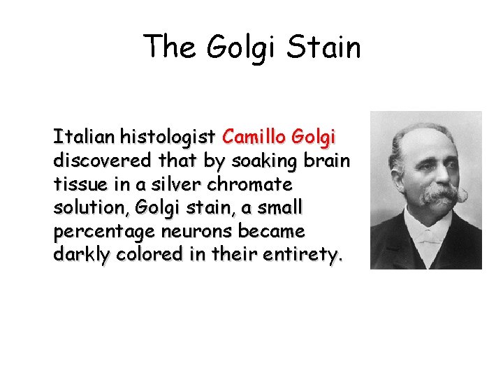 The Golgi Stain Italian histologist Camillo Golgi discovered that by soaking brain tissue in The Golgi Stain Italian histologist Camillo Golgi discovered that by soaking brain tissue in