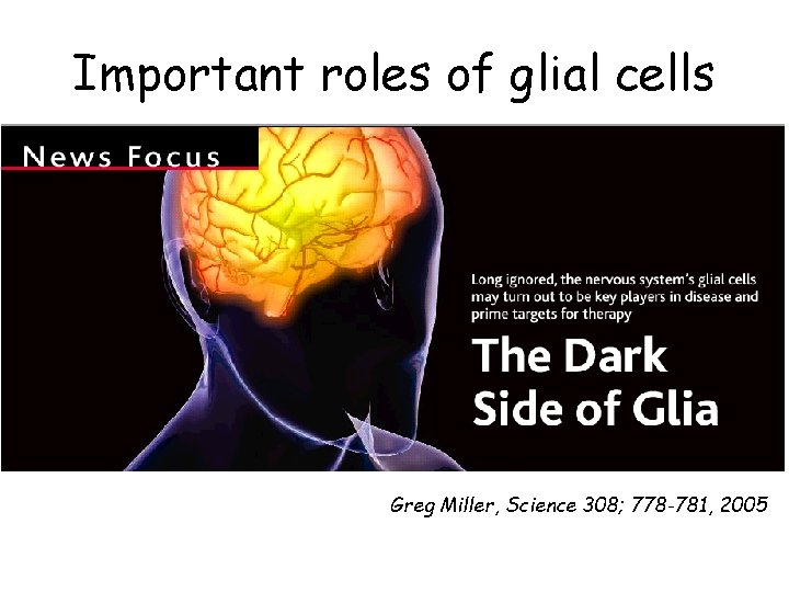 Important roles of glial cells Greg Miller, Science 308; 778 -781, 2005 Important roles of glial cells Greg Miller, Science 308; 778 -781, 2005