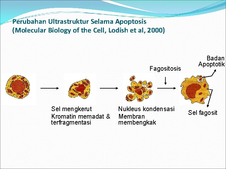 Perubahan Ultrastruktur Selama Apoptosis (Molecular Biology of the Cell, Lodish et al, 2000) Fagositosis