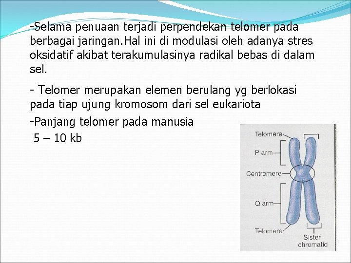 -Selama penuaan terjadi perpendekan telomer pada berbagai jaringan. Hal ini di modulasi oleh adanya