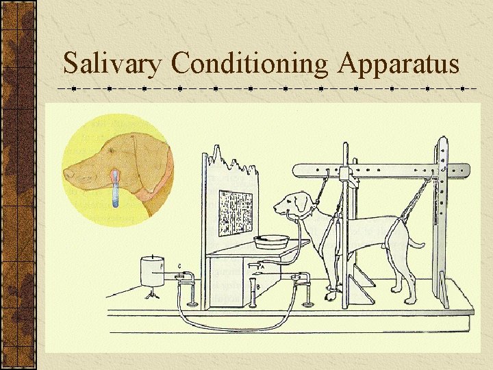 Salivary Conditioning Apparatus 