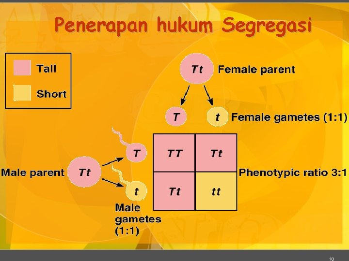 Penerapan hukum Segregasi 10 