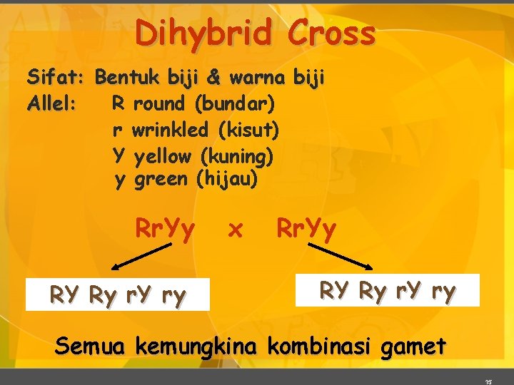 Dihybrid Cross Sifat: Bentuk biji & warna biji Allel: R round (bundar) r wrinkled