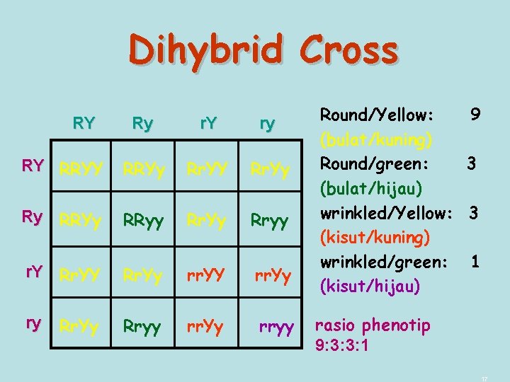 Dihybrid Cross RY Ry r. Y ry RY RRYy Rr. YY Rr. Yy Ry
