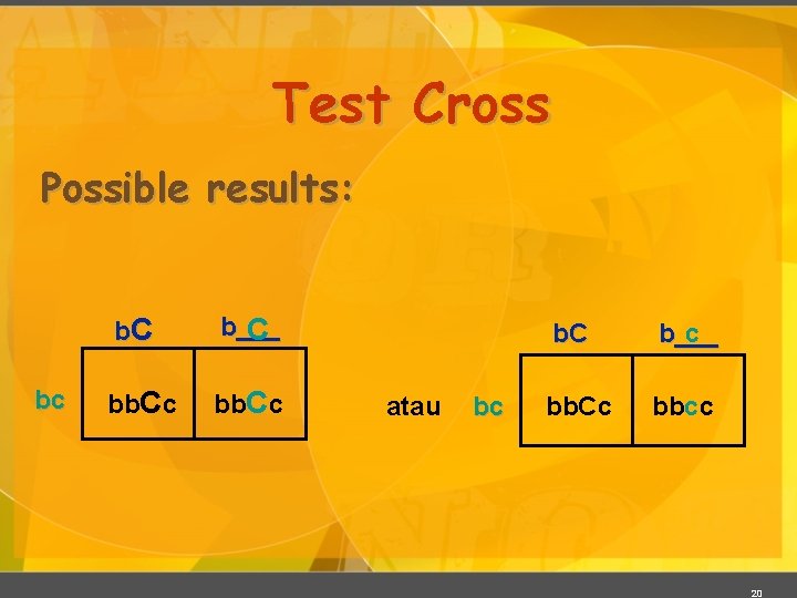 Test Cross Possible results: bc b. C b___ C bb. Cc atau bc b.