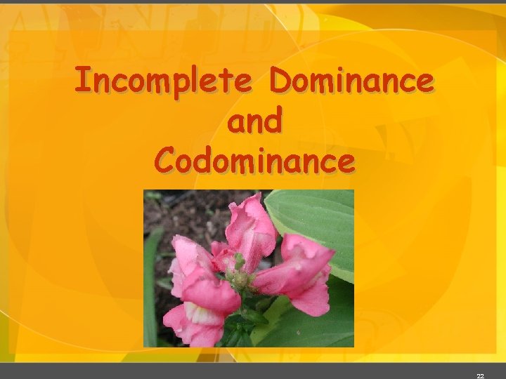 Incomplete Dominance and Codominance 22 