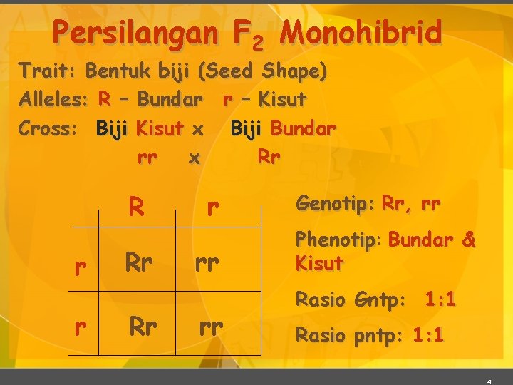 Persilangan F 2 Monohibrid Trait: Bentuk biji (Seed Shape) Alleles: R – Bundar r