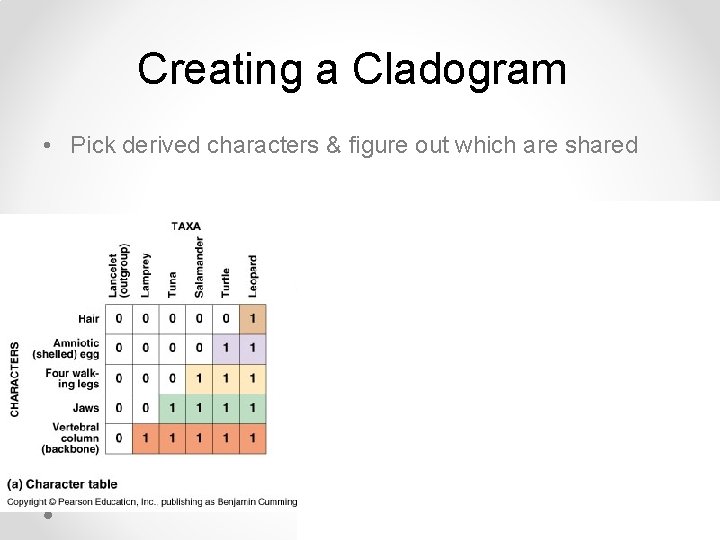 Creating a Cladogram • Pick derived characters & figure out which are shared 