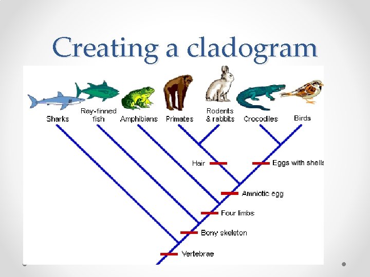 Creating a cladogram 
