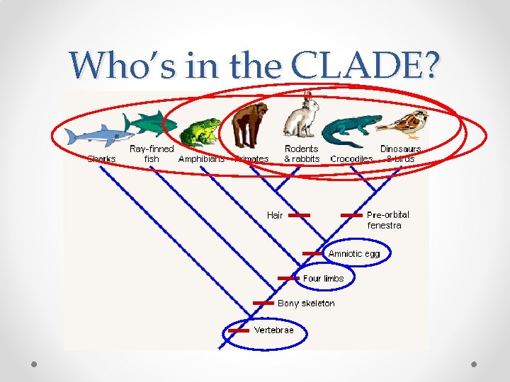 Who’s in the CLADE? 