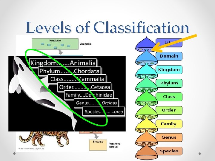 Levels of Classification 