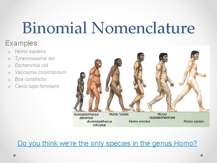 Binomial Nomenclature Examples: o o o Homo sapiens Tyrannosaurus rex Escherichia coli Vacciumiu corymbosum