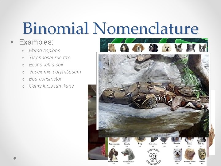 Binomial Nomenclature • Examples: o o o Homo sapiens Tyrannosaurus rex Escherichia coli Vacciumiu