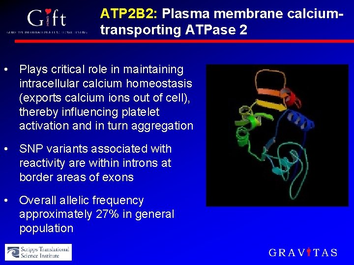 ATP 2 B 2: Plasma membrane calciumtransporting ATPase 2 • Plays critical role in