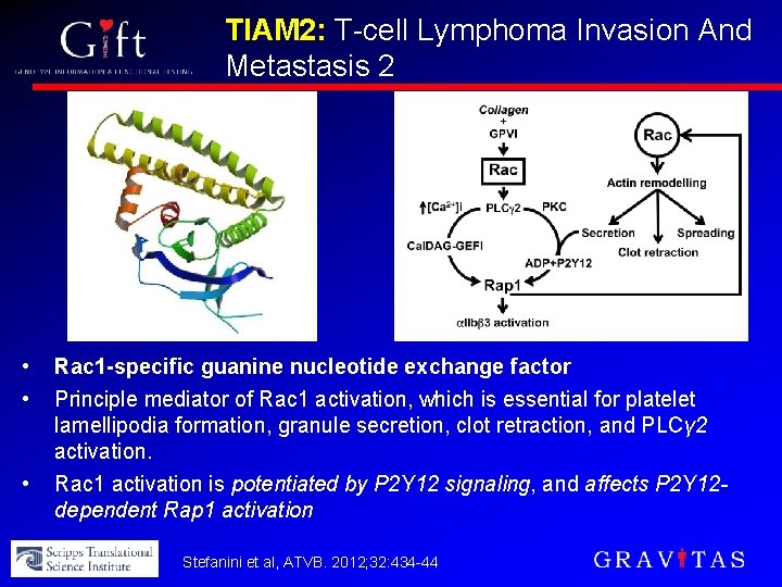 TIAM 2: T-cell Lymphoma Invasion And Metastasis 2 • • • Rac 1 -specific