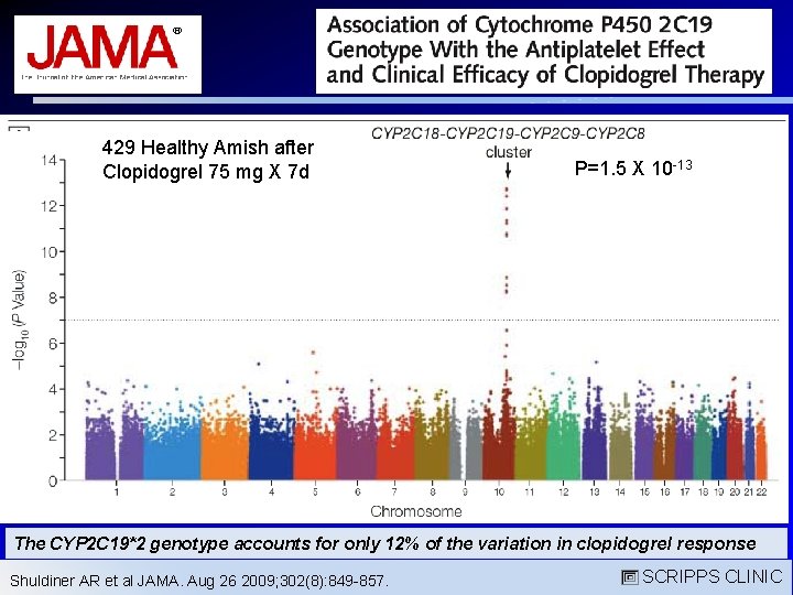 429 Healthy Amish after Clopidogrel 75 mg X 7 d P=1. 5 X 10