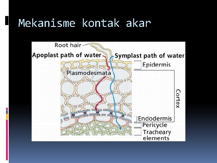 Mekanisme kontak akar 