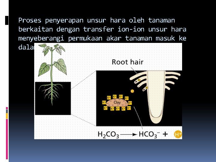 Proses penyerapan unsur hara oleh tanaman berkaitan dengan transfer ion-ion unsur hara menyeberangi permukaan