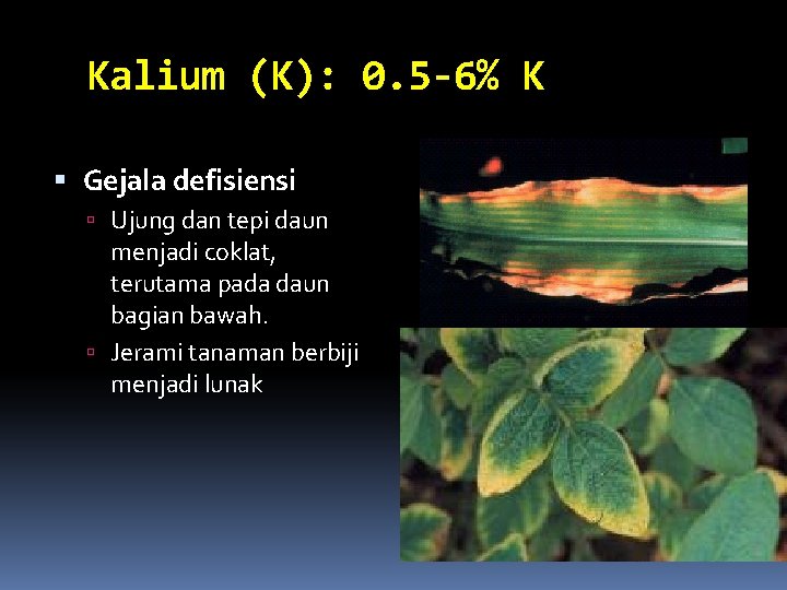 Kalium (K): 0. 5 -6% K Gejala defisiensi Ujung dan tepi daun menjadi coklat,