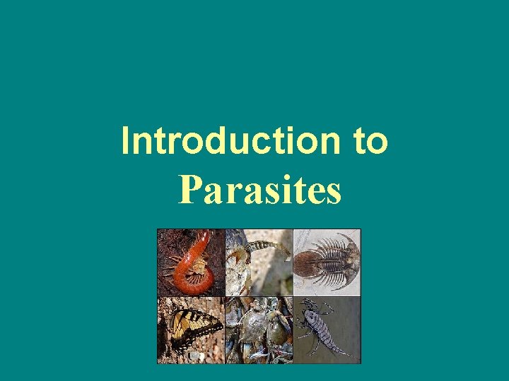 Introduction to Parasites 