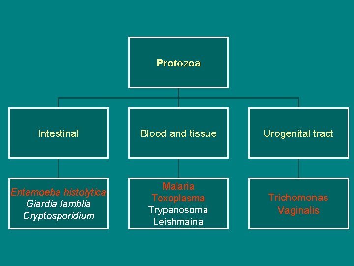 Protozoa Intestinal Blood and tissue Urogenital tract Entamoeba histolytica Giardia lamblia Cryptosporidium Malaria Toxoplasma