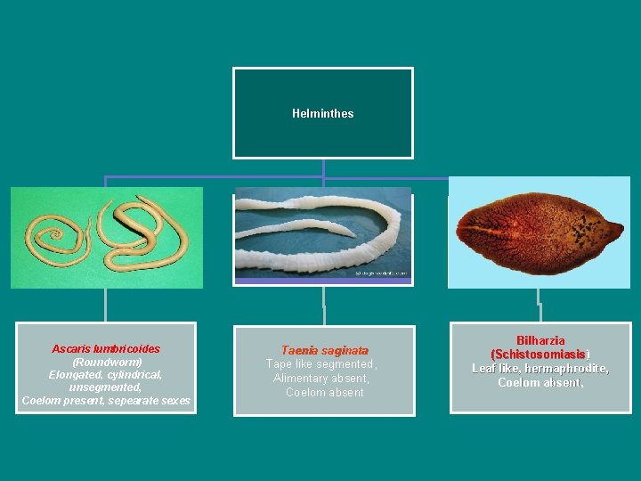 Helminthes Nematodes (round worms) Cystods (flat worms) Ascaris lumbricoides (Roundworm) Elongated, cylindrical, unsegmented, Coelom