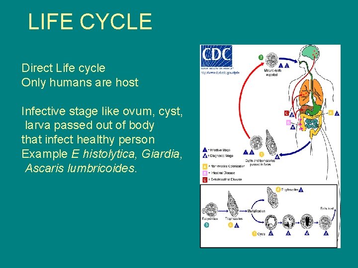 LIFE CYCLE Direct Life cycle Only humans are host Infective stage like ovum, cyst,