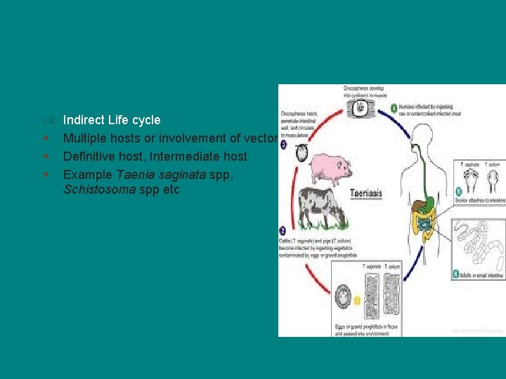  § § § Indirect Life cycle Multiple hosts or involvement of vector Definitive