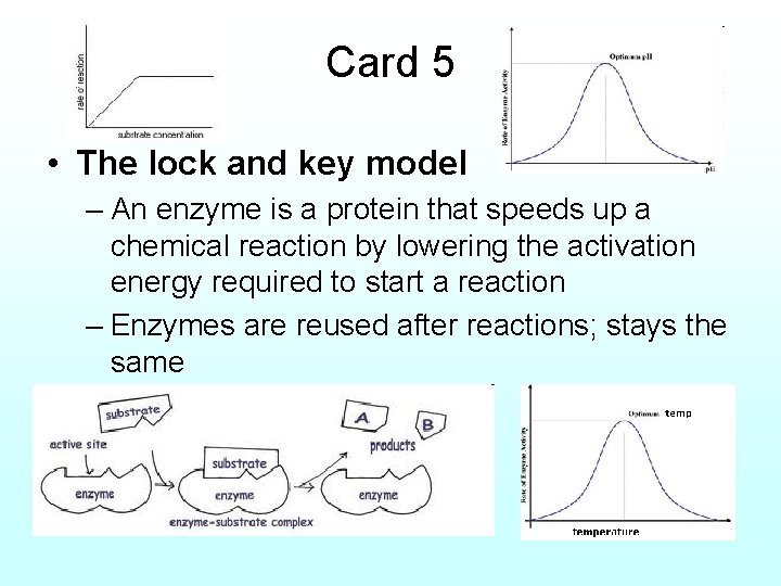 Card 5 • The lock and key model – An enzyme is a protein