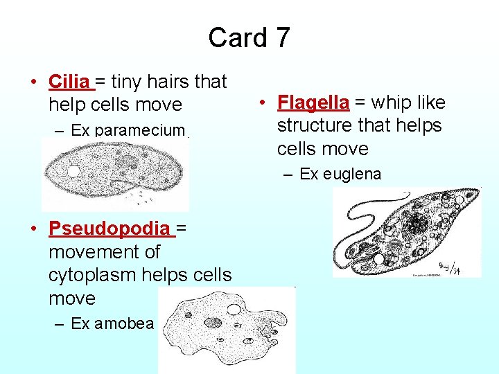 Card 7 • Cilia = tiny hairs that help cells move – Ex paramecium