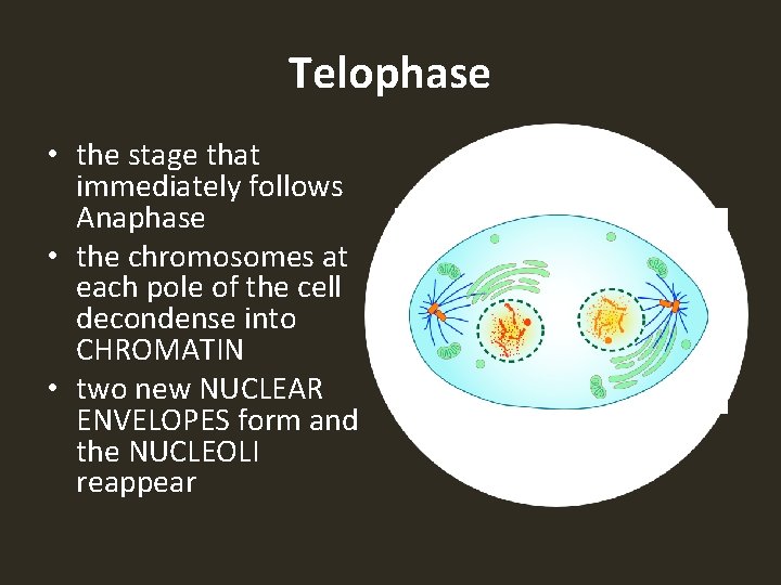 Telophase • the stage that immediately follows Anaphase • the chromosomes at each pole