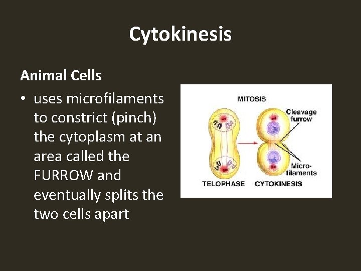 Cytokinesis Animal Cells • uses microfilaments to constrict (pinch) the cytoplasm at an area